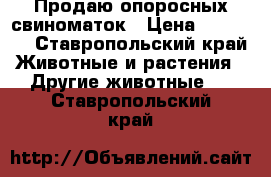 Продаю опоросных свиноматок › Цена ­ 30 000 - Ставропольский край Животные и растения » Другие животные   . Ставропольский край